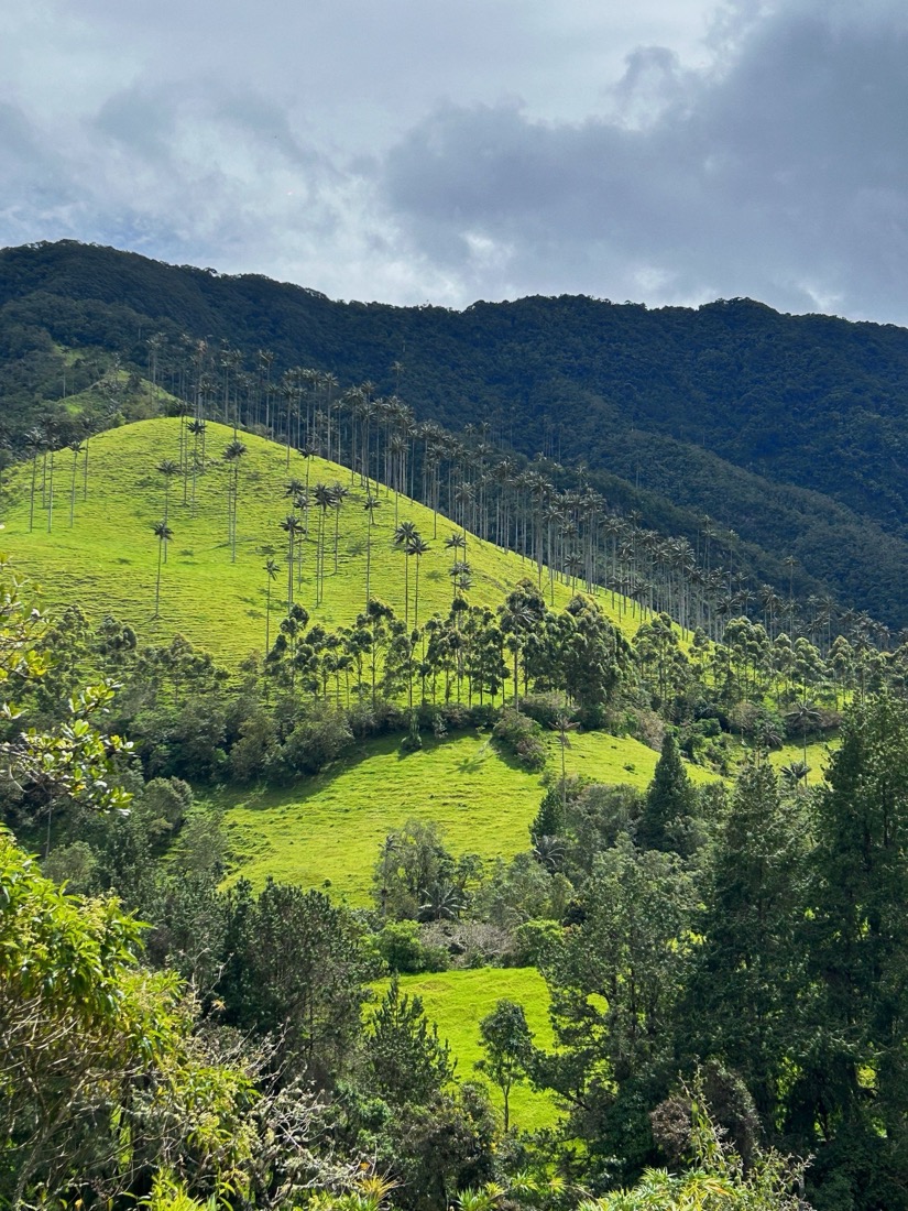 palmas de cera en el Valle de Cocora, Eje Cafetero