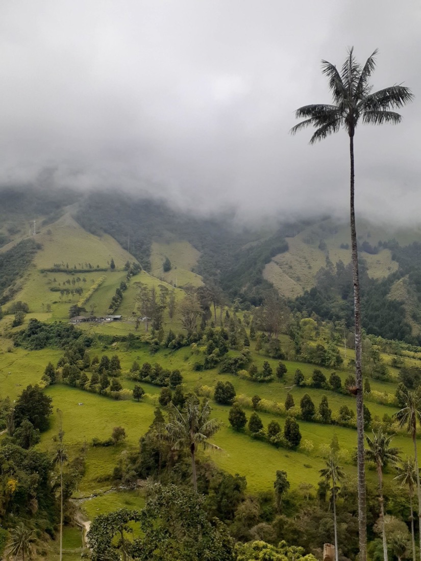 paisaje verde del Valle de Cocora con palmas de cera