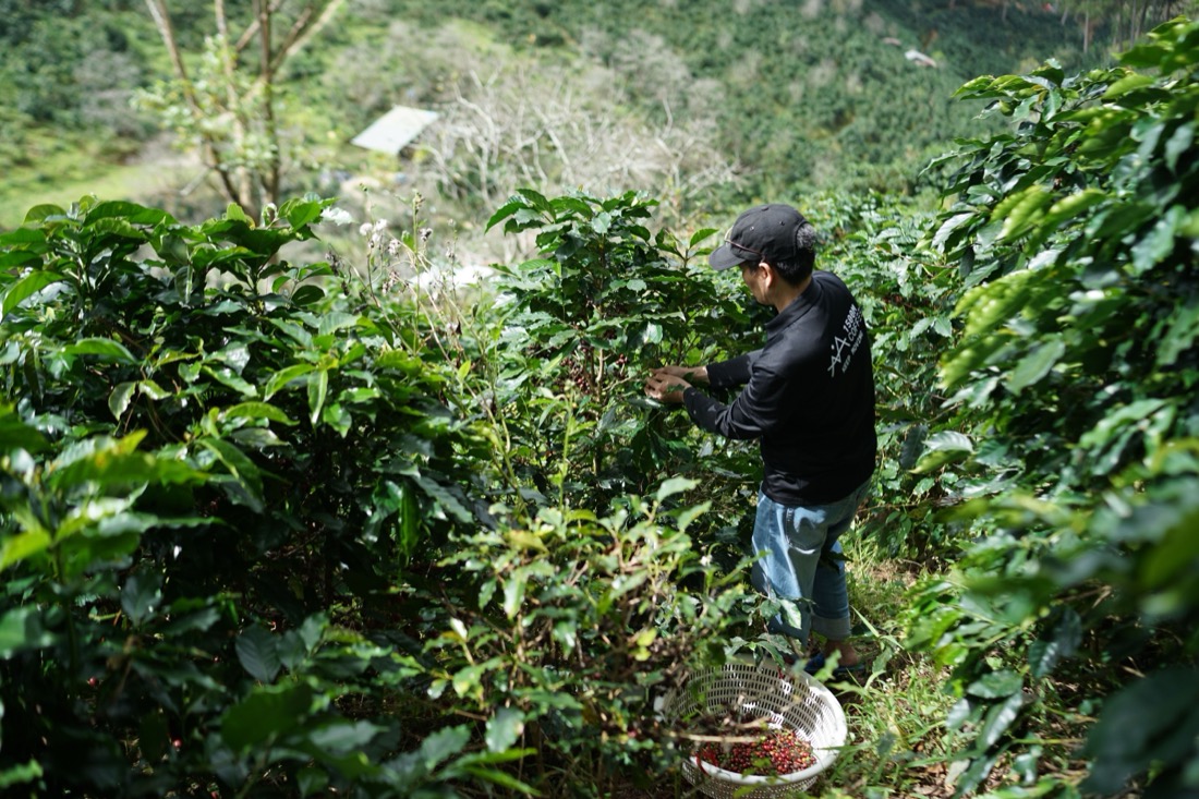 caficultor recolectando granos de café en una finca del Eje Cafetero