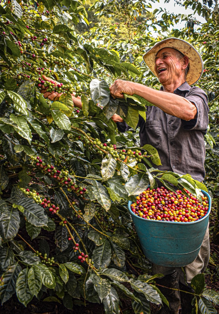 cosecha de café en el Eje Cafetero colombiano